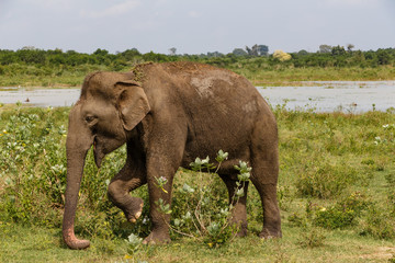 Fototapeta na wymiar Adult Asian elephant walking next to the lake in Udawalawe national park in Sri Lanka, Asia.