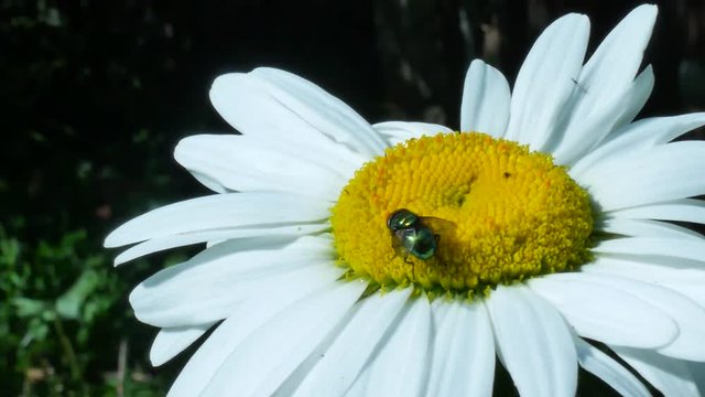 Green eyed fly or bottle fly insect sitting on chamomile flower