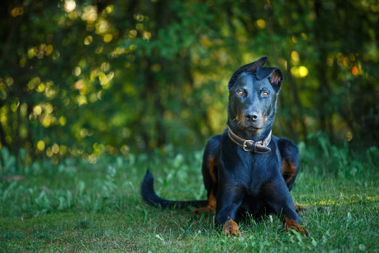 black and tan Doberman pintcher laying outside
