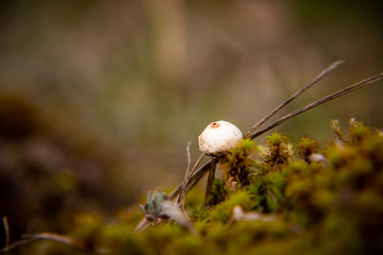 Kleiner wei&szlig;er Pilz zwischen Moos und trockenen Halmen