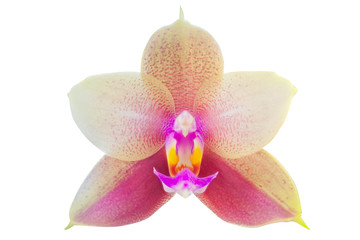Fototapeta na wymiar Beautiful rare orchid in pot on white background