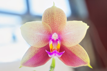 Beautiful rare orchid in pot on white window
