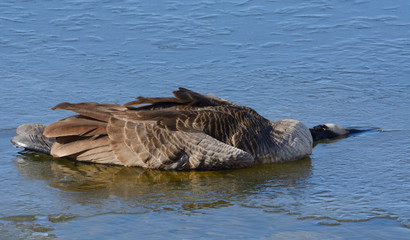Dead Canada goose or branta canadensis carcass resting on ice of winter lake