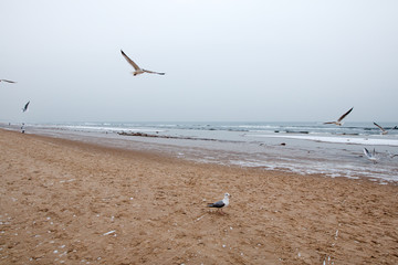 Beach by the Baltic Sea in the winter