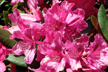 Close up beautiful pink brightly coloured spring flowers rhododendron. Blooming  rhododendron and springtime in Germany.