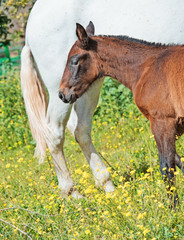 Obraz premium purebred spanish foal with her mother in garden. Andalusia. Spain