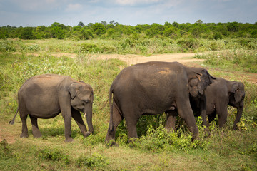 Naklejka na ściany i meble Family of Asian elephant walking through the lush green grass in Udawalawe national park in Sri Lanka, Asia.