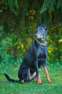 black and tan Doberman pintcher sitting outside