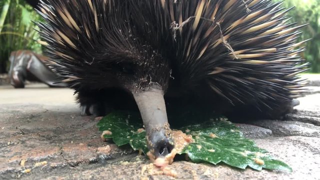 Echidna licking food from a green leaf in Queensland, Australia.  