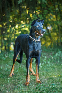black and tan Doberman pintcher standing outside