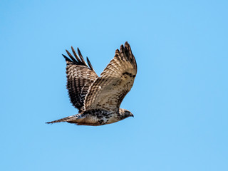 Red-tailed hawk juvenile