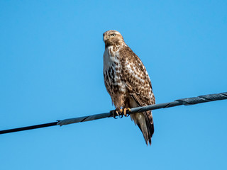 Red-tailed hawk juvenile