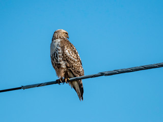 Red-tailed hawk juvenile