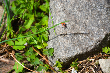 Stones of the beetle