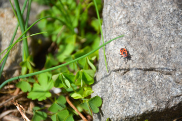 Stones of the beetle