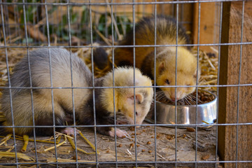 Fototapeta premium marten in a cage