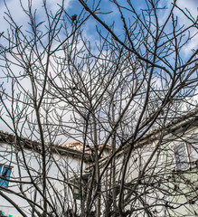 bare tree branches in winter