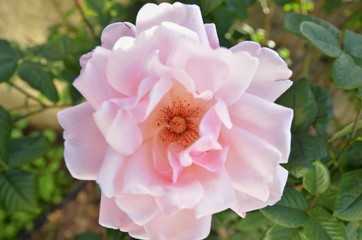 pink tea rose
