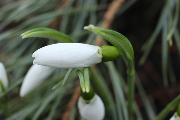 Forest snowdrops will soon open.