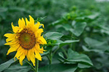 Obraz premium Sunflower field natural green on green background. Spring nature scene. Green grass field. Rural grass field landscape.