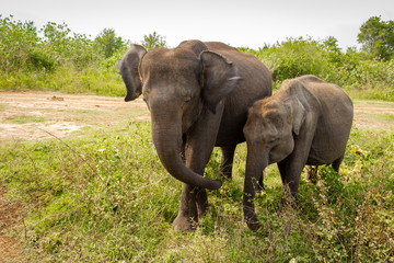 Obraz premium Adult and young Asian elephants eat grass in Udawalawe national park in Sri Lanka, Asia.