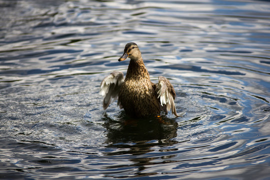 Ente im See Fl&uuml;gelschalgen an der Aggertalsperre