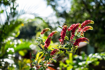 Flor Istmo de Tehuantepec