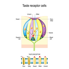 Taste bud with receptor cells. Types of Taste receptors. Cell membrane and ion channels for sour, salty, sweet, umami