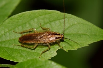 German Cockroach (blattella germanica) at night on Hackberry tree leaf pest control concept dorsal...