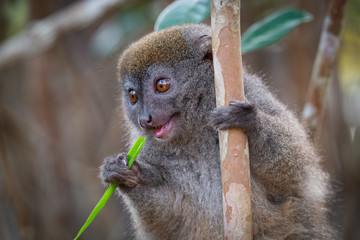 Grey Bamboo Lemur