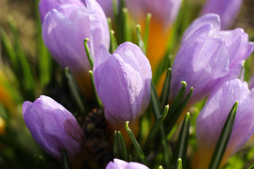 Beautiful crocuses unfold in the morning.