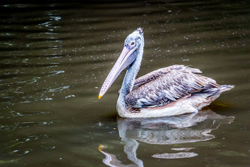 Surfing Pelican