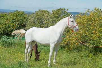 Obraz na płótnie Canvas white spanish mare posing against tangerine tree. Andalusia. Spain