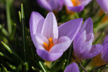 Purple crocus blooms on a warm, sunny spring day.