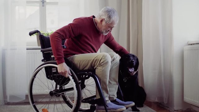 A disabled senior man in wheelchair indoors playing with a pet dog at home.
