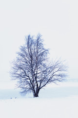 Fototapeta na wymiar samotne drzewo nad zamarzniętym jeziorem