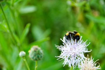 bee on a flower