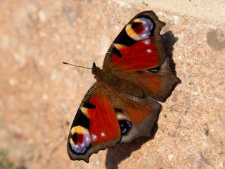 A butterfly with spreaded wings.