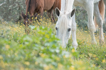 brood spanish mare grazing in olive garden with her foal. Andalusia. Spain