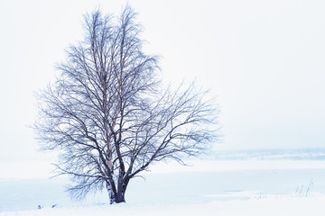 Fototapeta na wymiar samotne drzewo nad zamarzniętym jeziorem