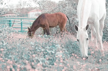 Obraz na płótnie Canvas brood spanish mare grazing in olive garden with her foal. Andalusia. Spain