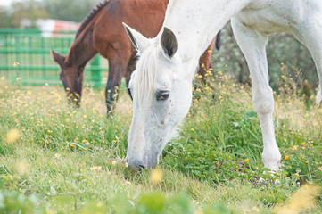 Naklejka na ściany i meble brood spanish mare grazing in olive garden with her foal. Andalusia. Spain