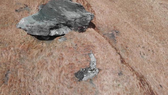 a wild mountain goat chamois / gams is seen running along a steep mountainside, filmed by a drone