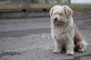 Photo of the homeless dog Ronny.