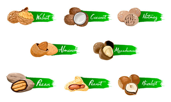 Set of named vector icons nuts and seeds. Nuts logo set. Vector labels with walnut, coconut, nutmeg, hazelnut, pecan, almond, peanut, macadamia. Food symbols collection on the white background.