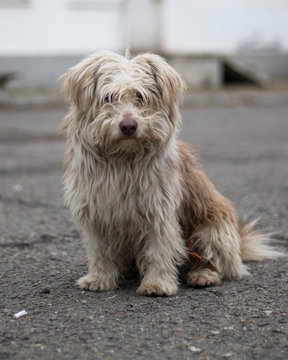 Photo of the homeless dog Ronny.
