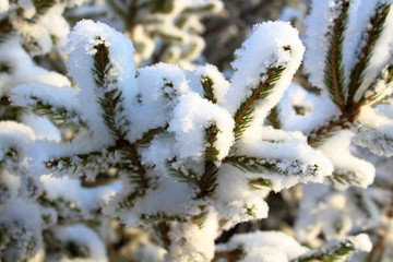 Snow-covered Christmas tree branches. Close-up. Background. Landscape.