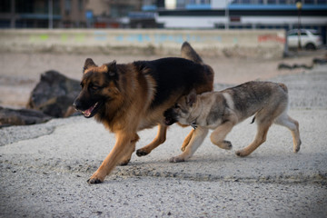 Photo of Baron and Attila.