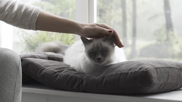 Woman petting her cat lying on the windowsill