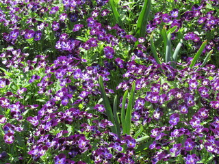 Stiefm&uuml;tterchen